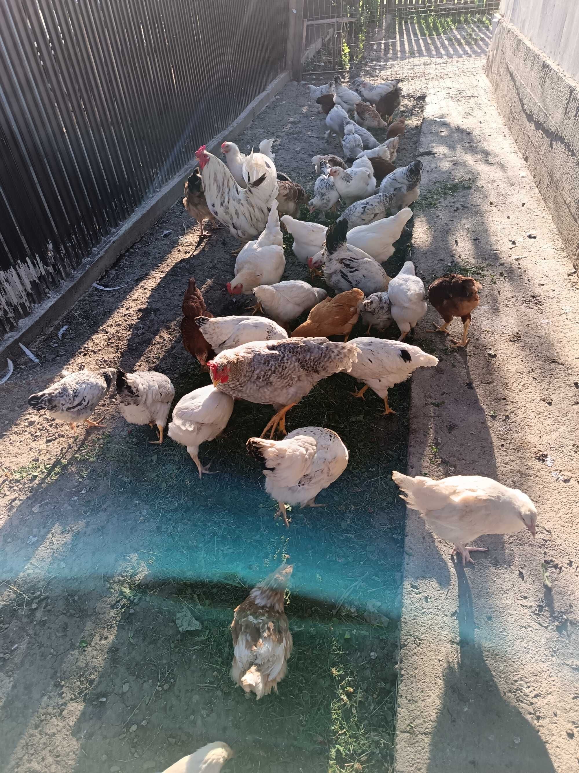 Pui de gaina rasa mixta 17 ron buc
