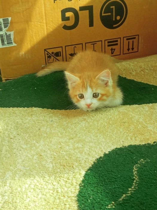 Отдам в хорошие руки котенка