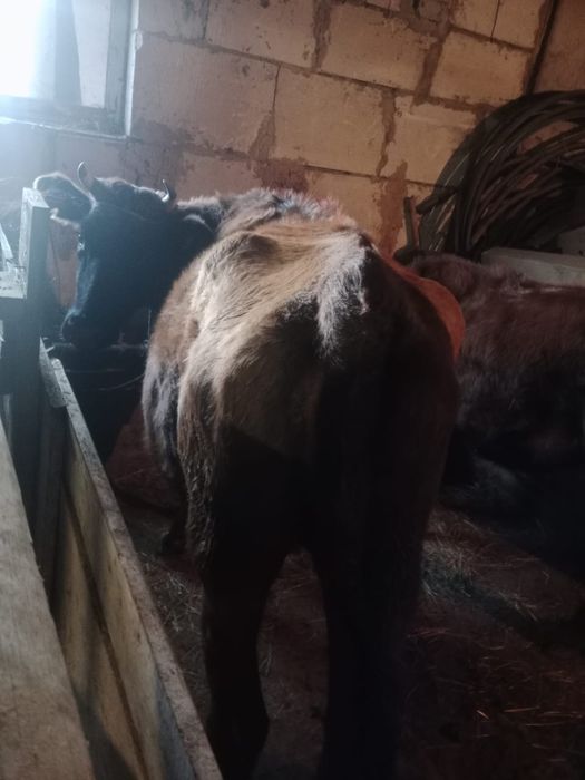 Продам корову глубокостельная