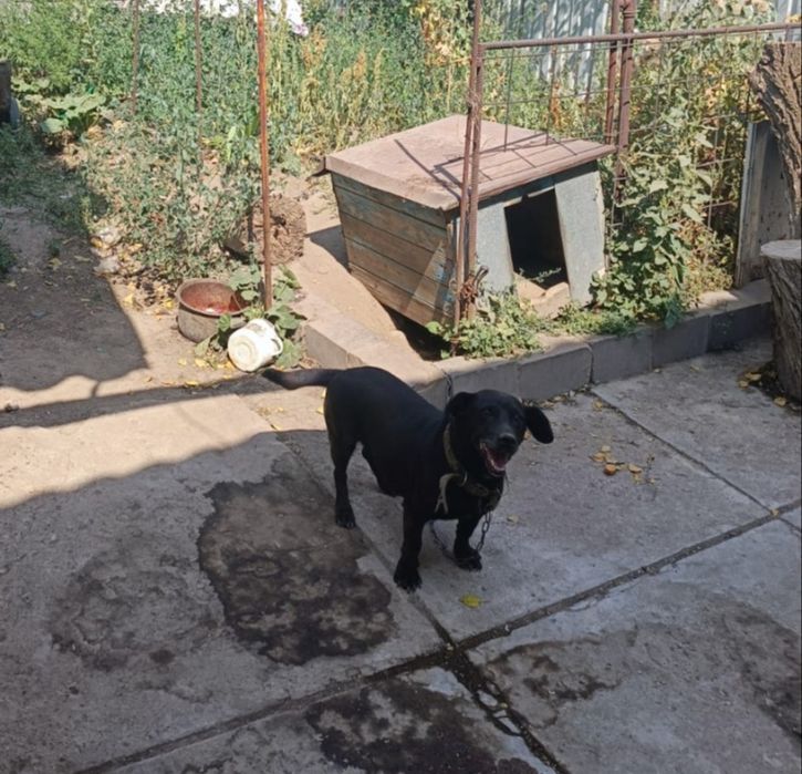 В хорошии руки отдам