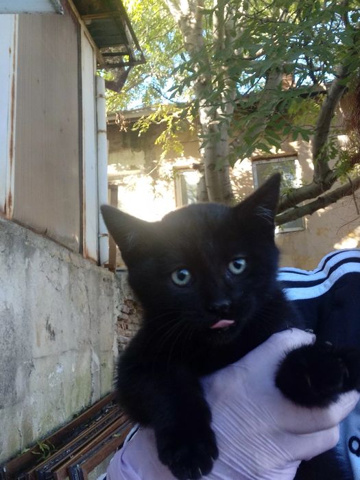 Подарявам котенца