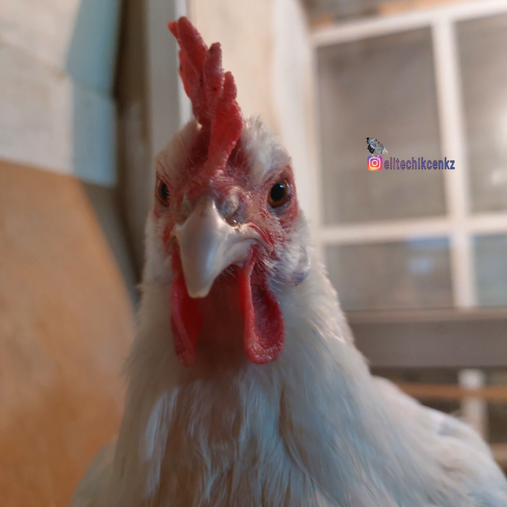 Брессы цыплята быстрорастущие бройлеры яйца инкубация мясо