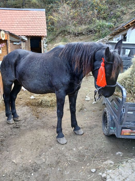 Iapă de vanzare cuminte
