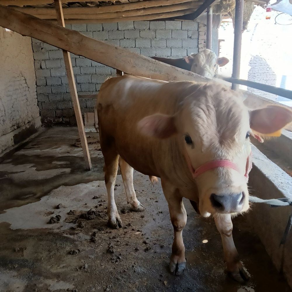 Buqa Sotiladi…..
