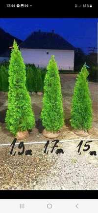 Plante ornamentale
- tuia smaragd ( 1,2m -