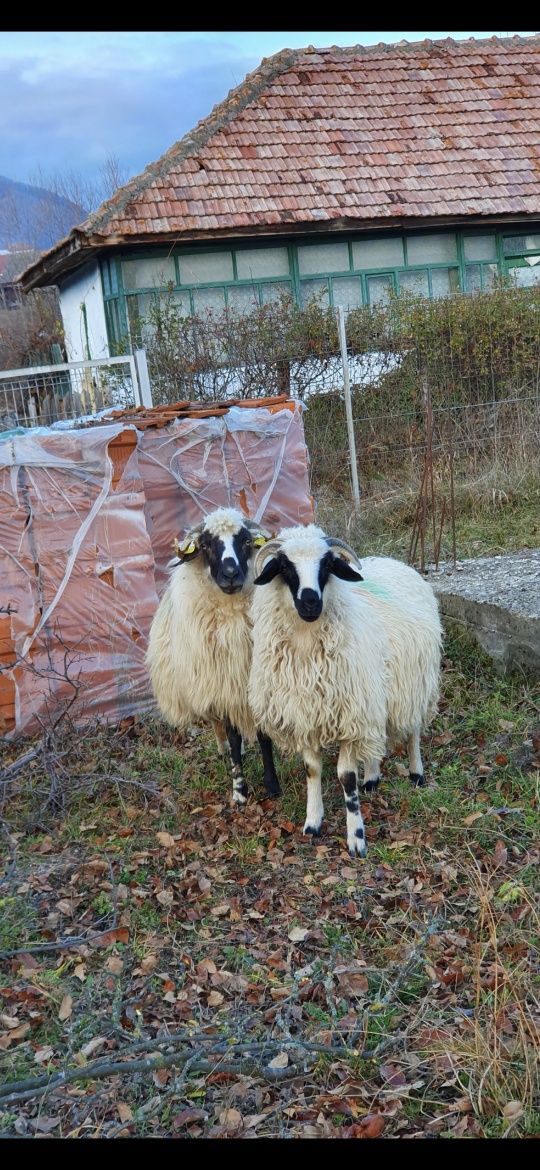 Oi breze breze ,berbeci Corbeni Argeș