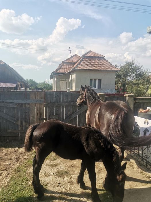 Vând iapă cu mânz