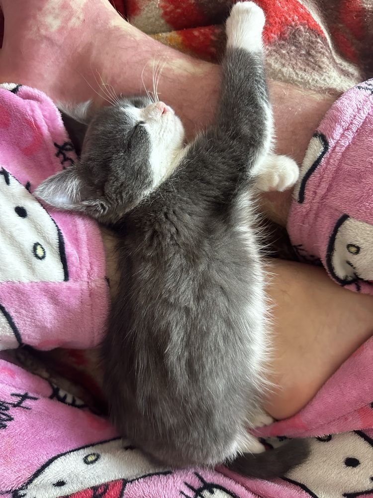 Котенок в добрые руки
