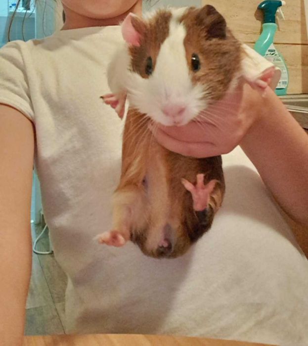 Donez porcușor de guinea