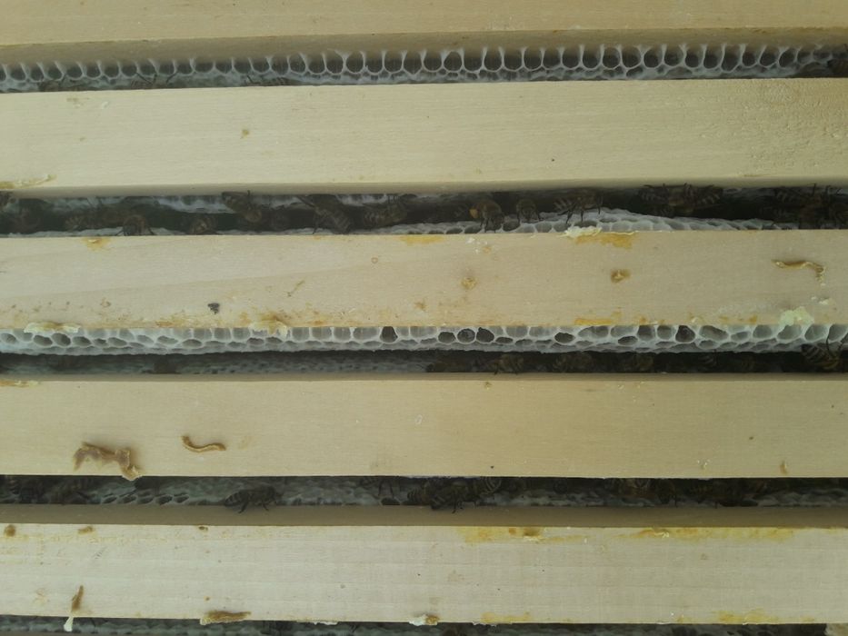 Miere en gross  poliflora 2025