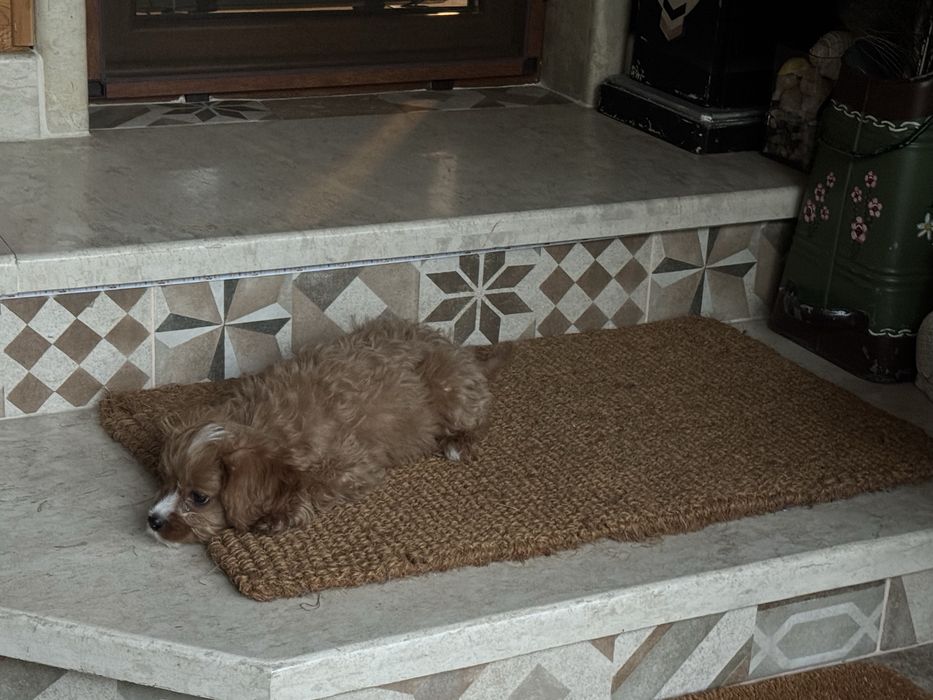 Cavapoo/кавапумомиче