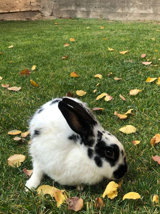 Кролики парода бабочка