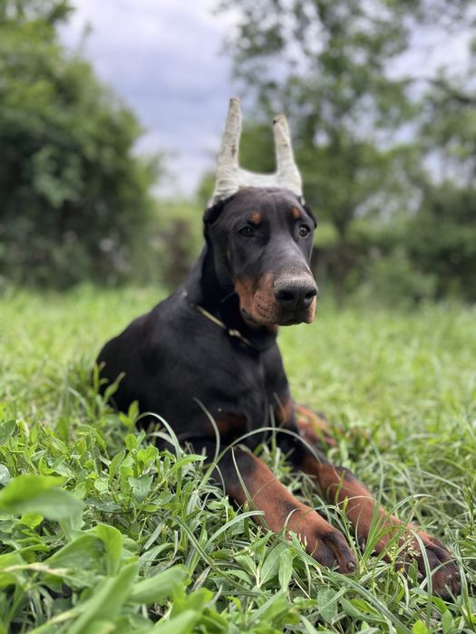 Cățeluș Doberman de 11 luni cu pedigree la reducere
