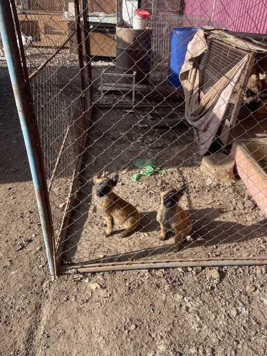 Белигийская овчарка малинуа