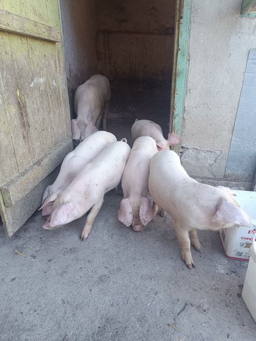 Продавам малки прасенца