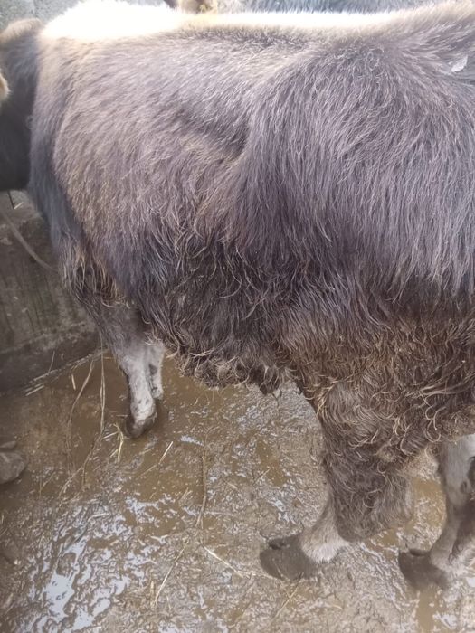 Vand tauras brun frumos