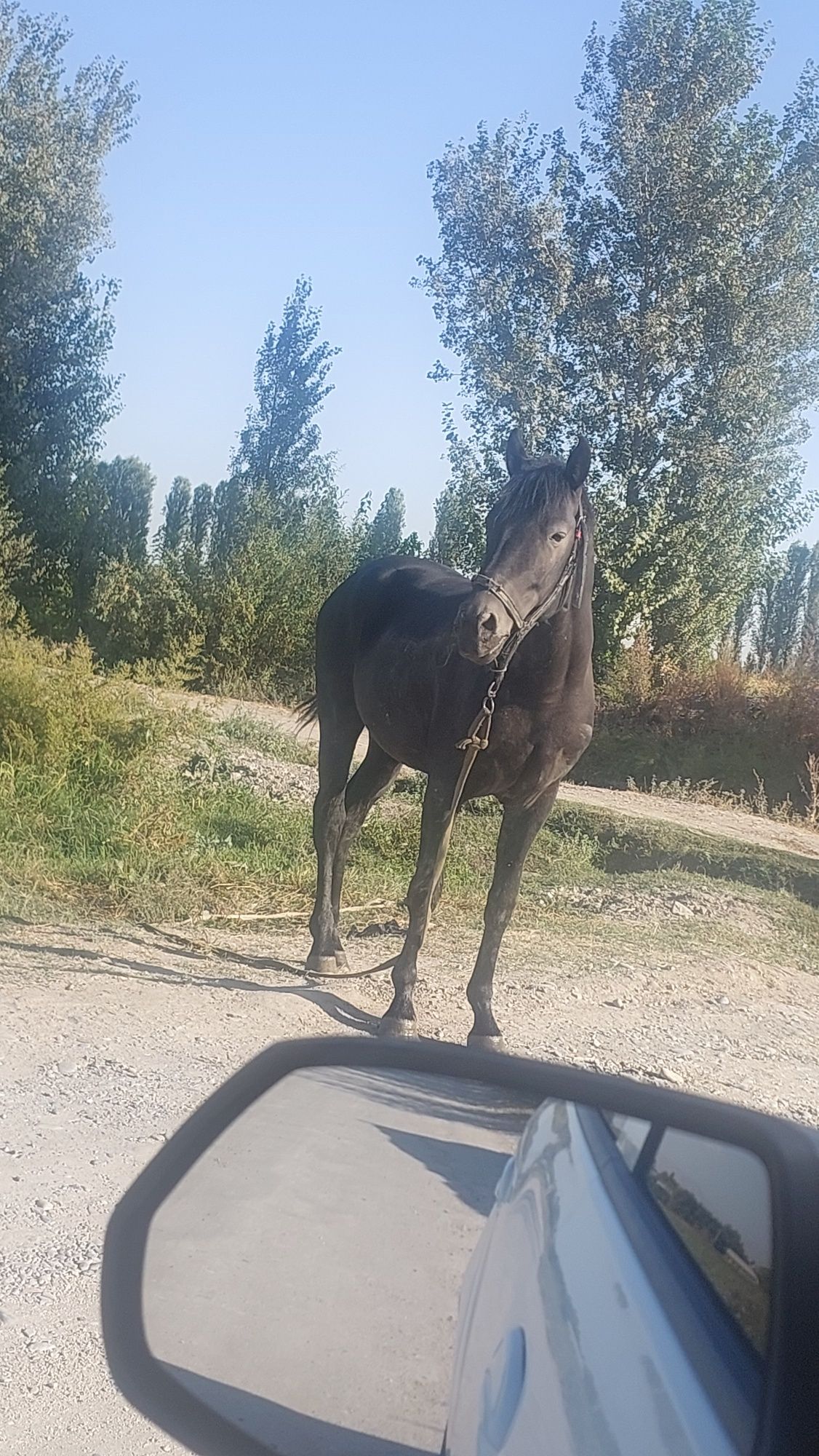 Ot uloqchi toy bor qorabayr