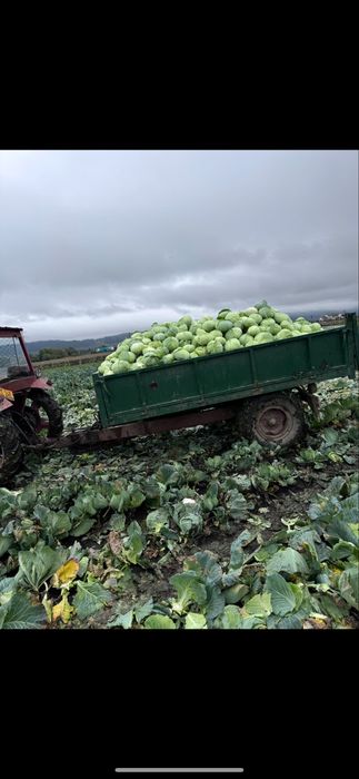 Varza de toamna cu frunza subtire