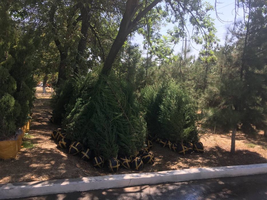 Majvenik archa sotiladi