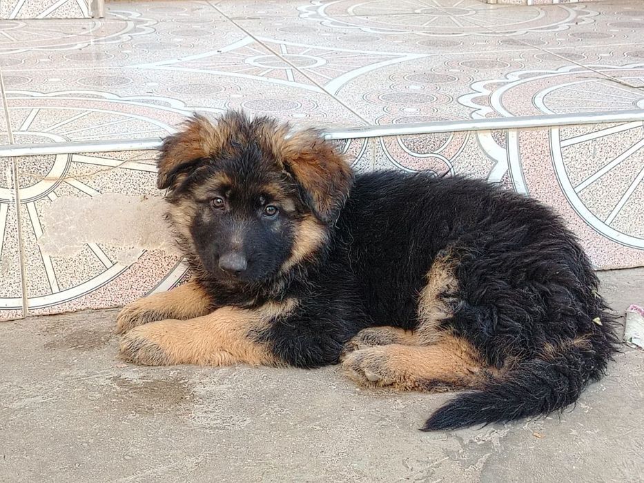 Чистокровные немецкие овчарки