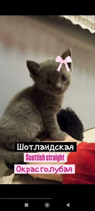 Чистокровные котята от породистых родителей