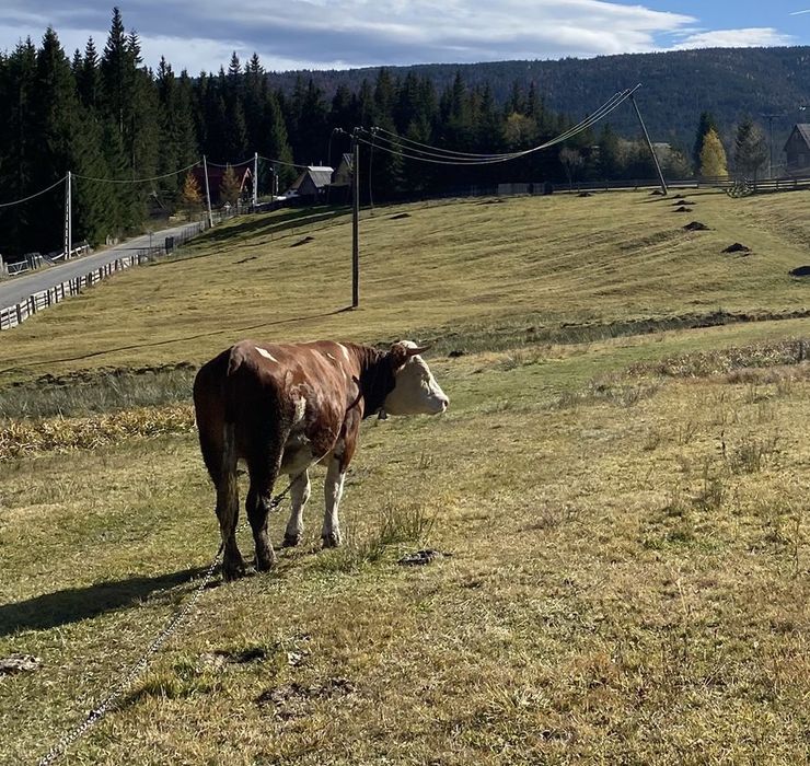 Vand Jurinca Baltata Romaneasca