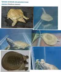Черепаха водная.Трионикс,размер 20см.В аквариуме Смотрите фото.