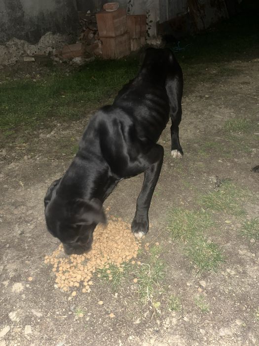 Dau spre adopție caine