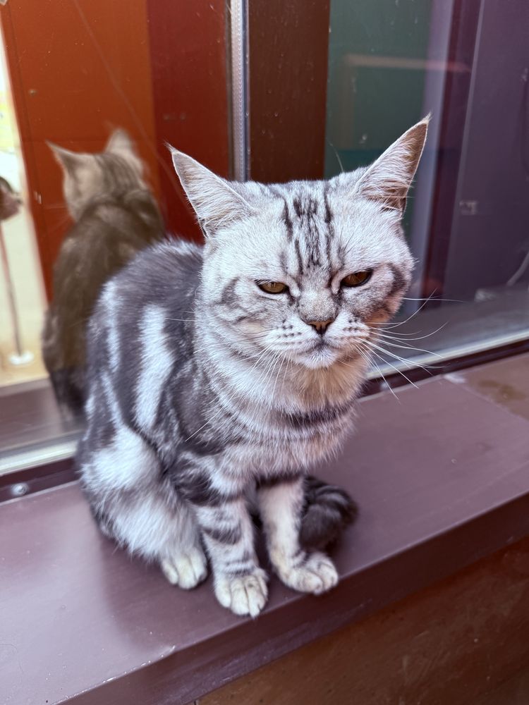 Котик ждет своих хозяев