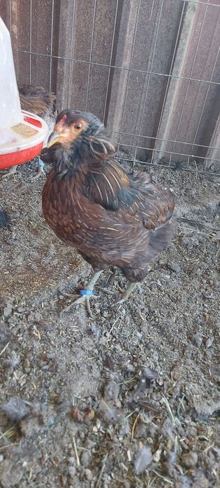 Disponibile gaini si cocosi araucana