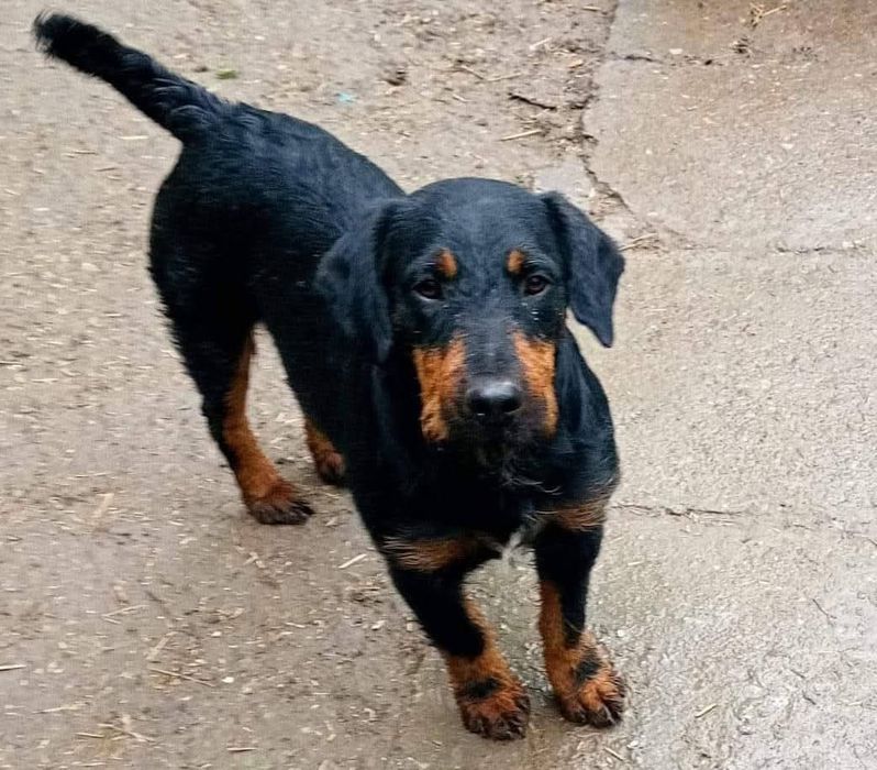 Câini pentru adoptie