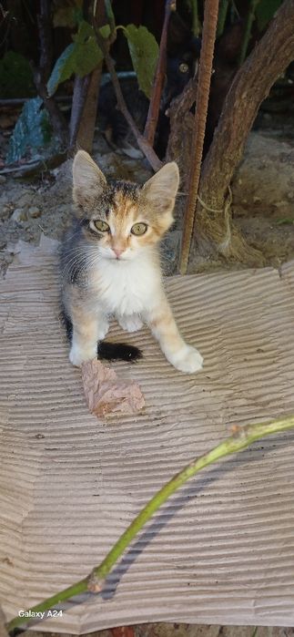 DONEZ Pui de pisică
