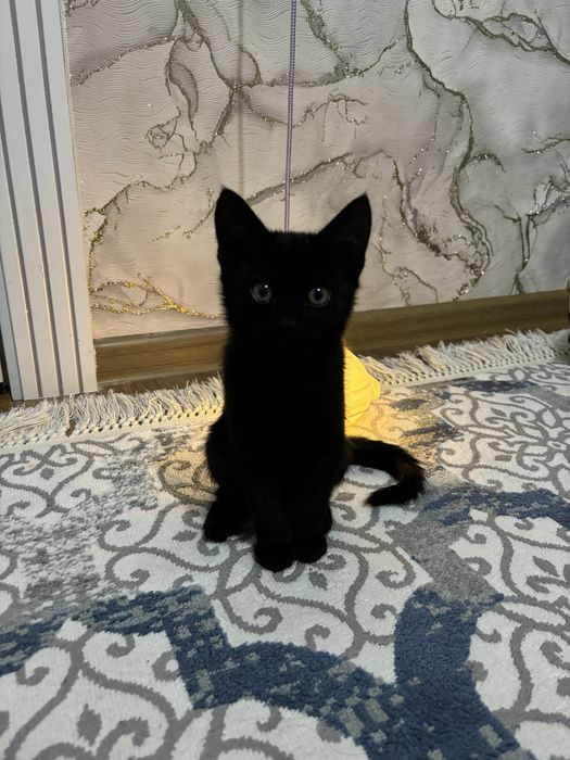 Котенок девочка, игривая