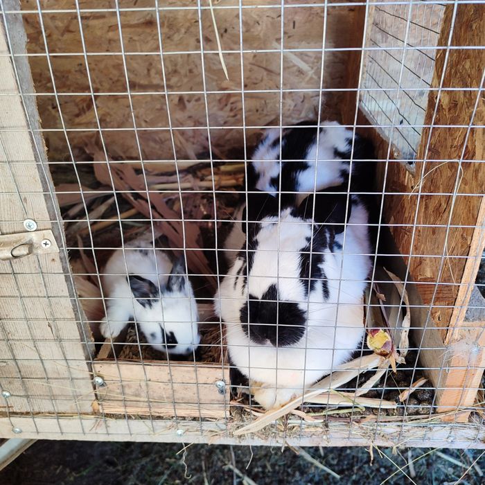 Продам кроликов породы великан