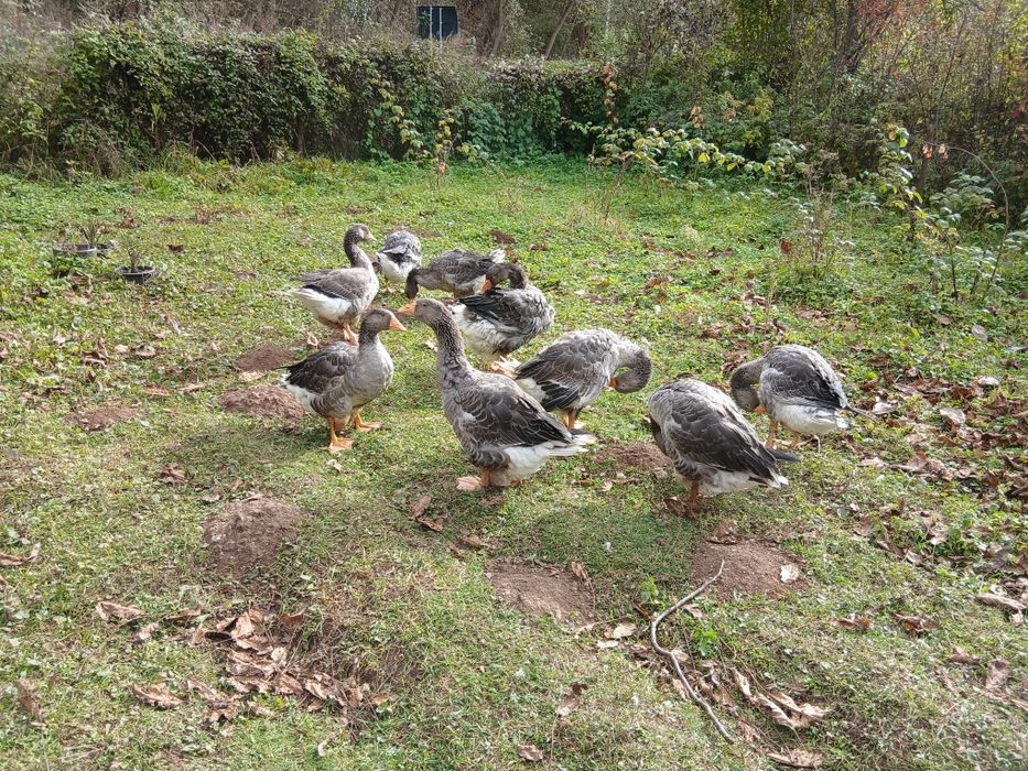 Boboci gasca 4 luni  Landes