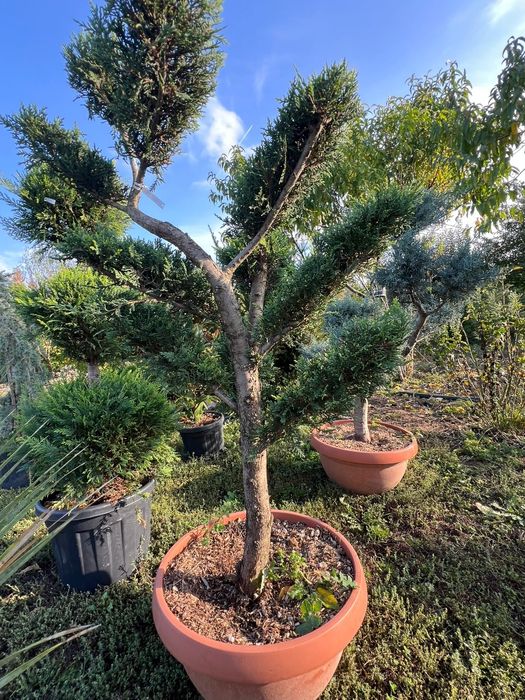 Vând Yucca rostrata,Cedru,artar japonez,bonsai,