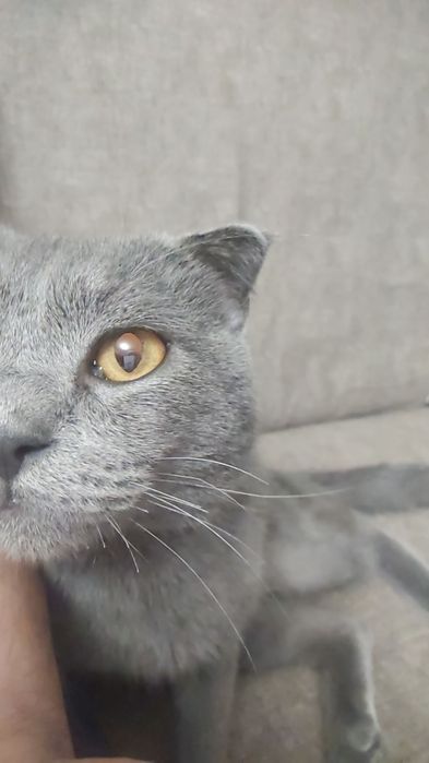 Шотландец вислоухий сотилади
