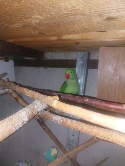 Papagali Pui Marele Alexander