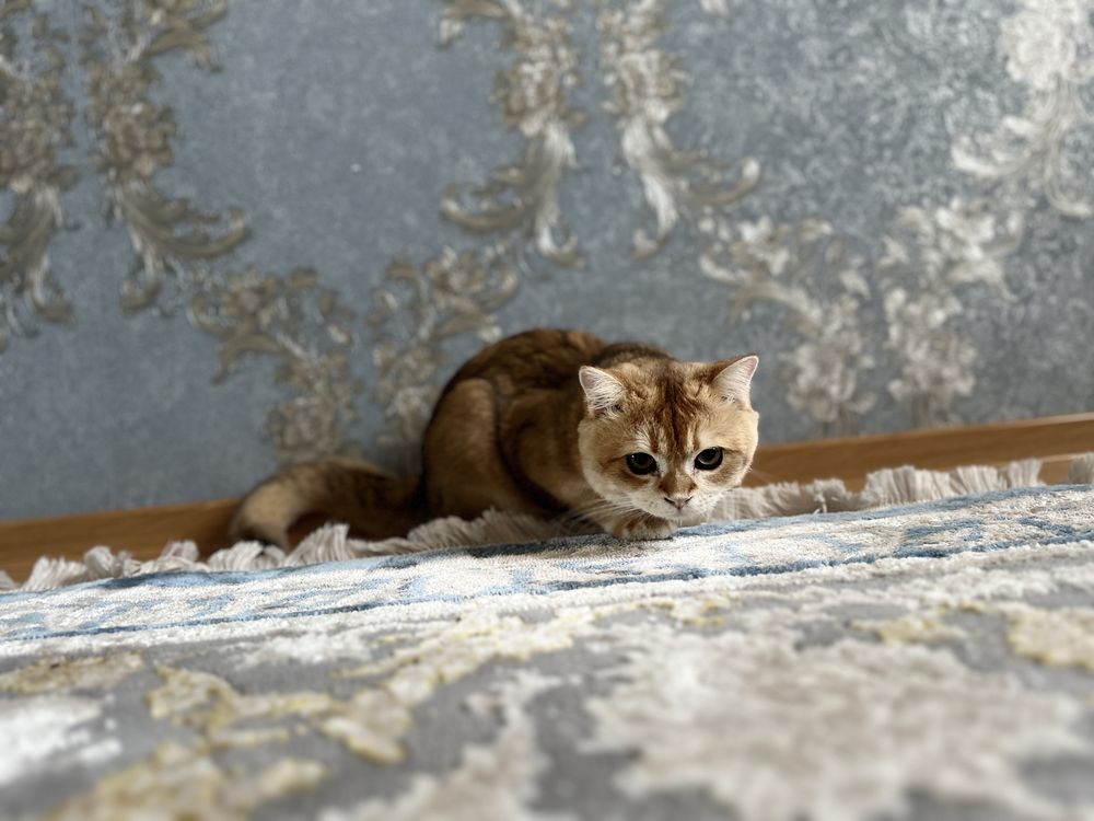 кот 7 мес британская коротшерстная золотая шиншилла