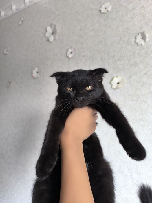Скотш фолд хадияга