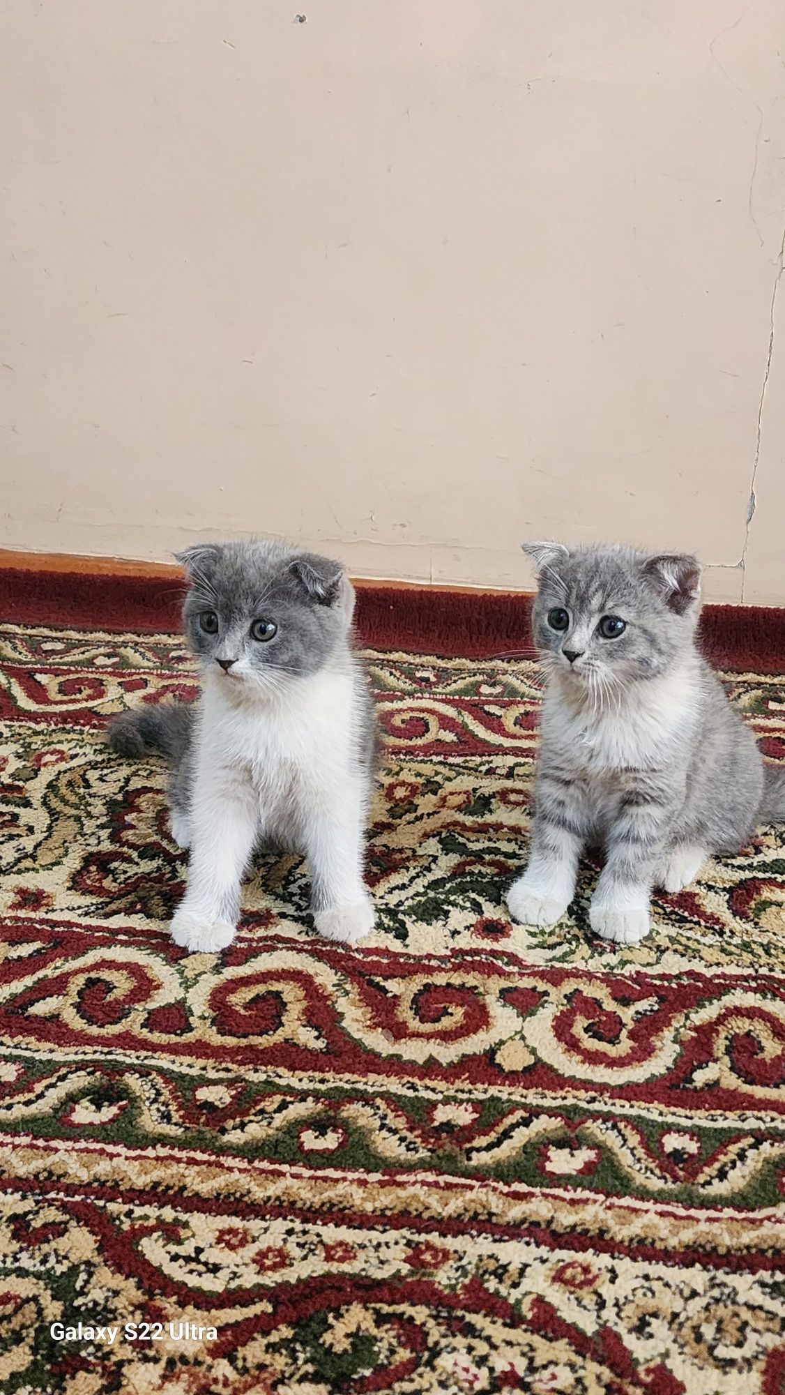 Очаровательные котята ищут дом!