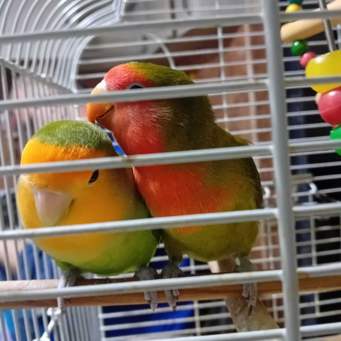 Papagali agapornis cu colivie