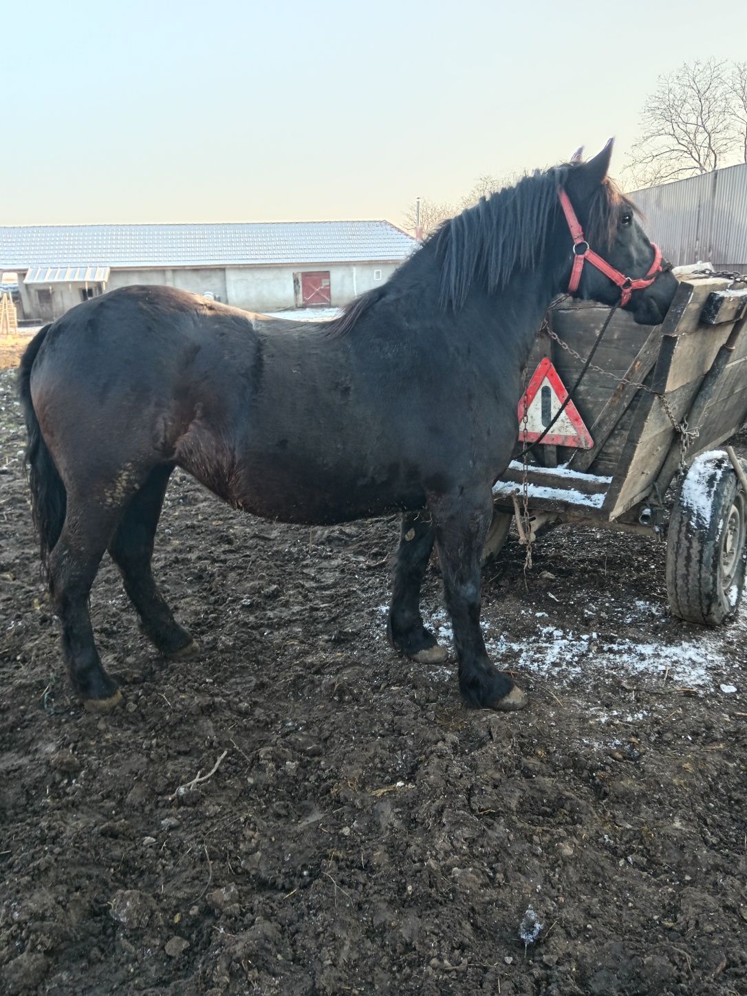 De vânzarea Iapa și manze