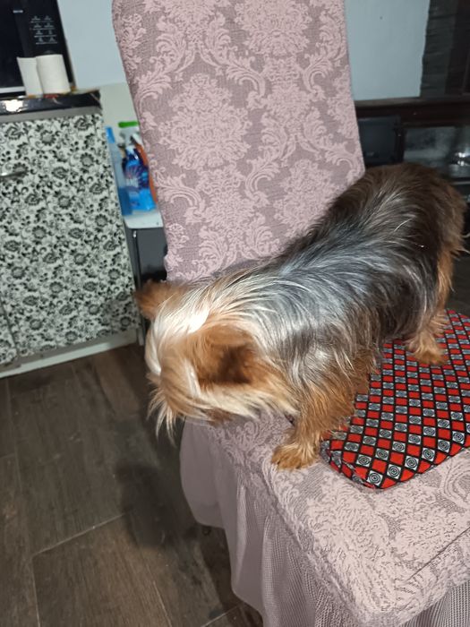 Vând câine de rasa