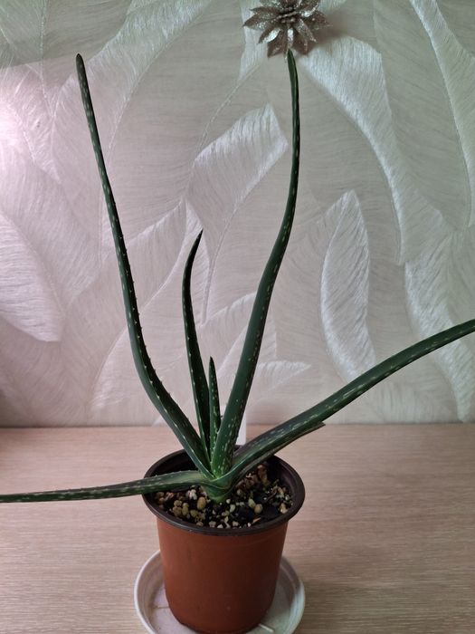 Продам алоэ вера и тысячелистник