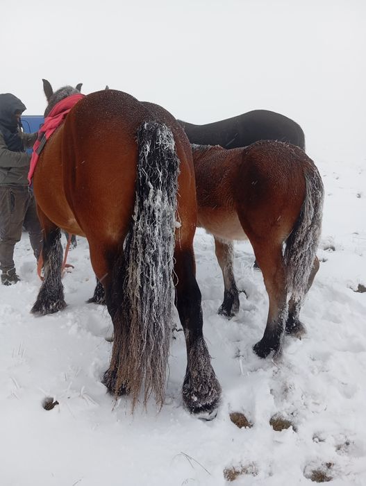 Mânz de vânzare ardenez armăsar
