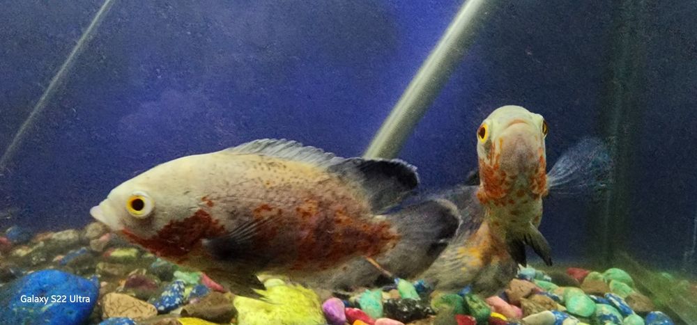 Продаётся Рыба хищники