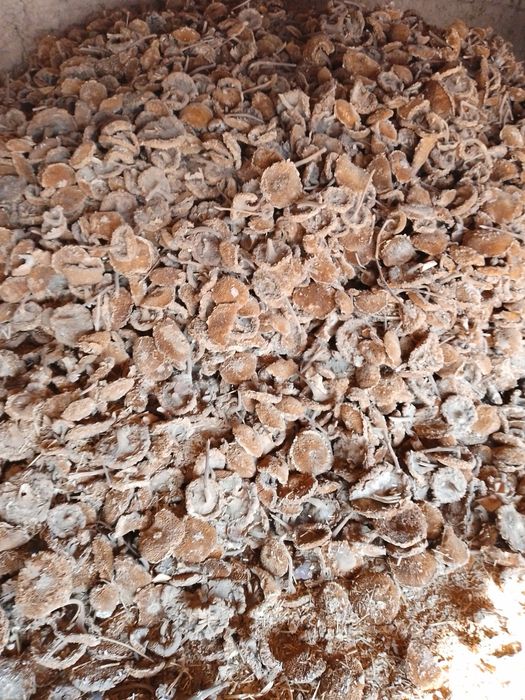 Pista galopkasi yaxshi holatda