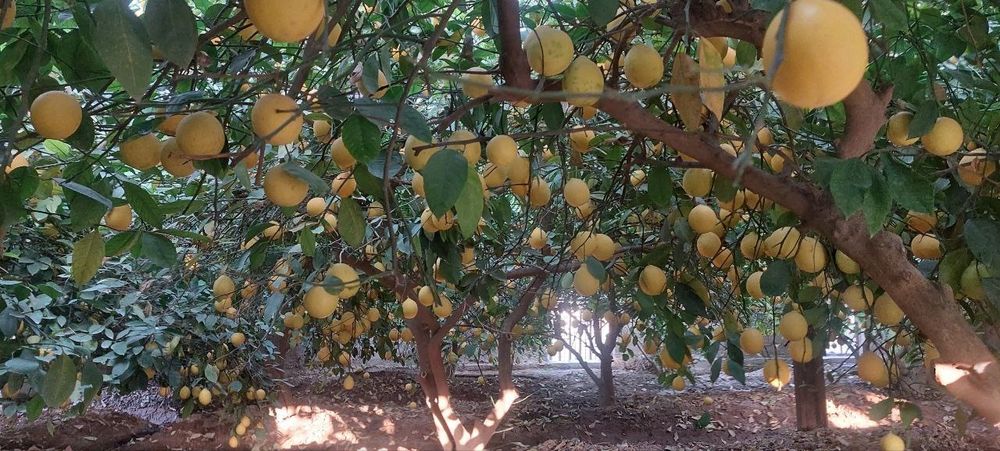 Limon sotiladi. (Лимон сотилади)