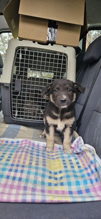 Căței adopție 2 luni